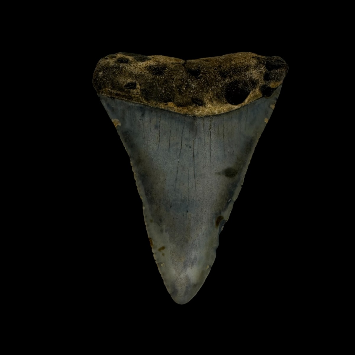 Great White Tooth Fossil 2.25"