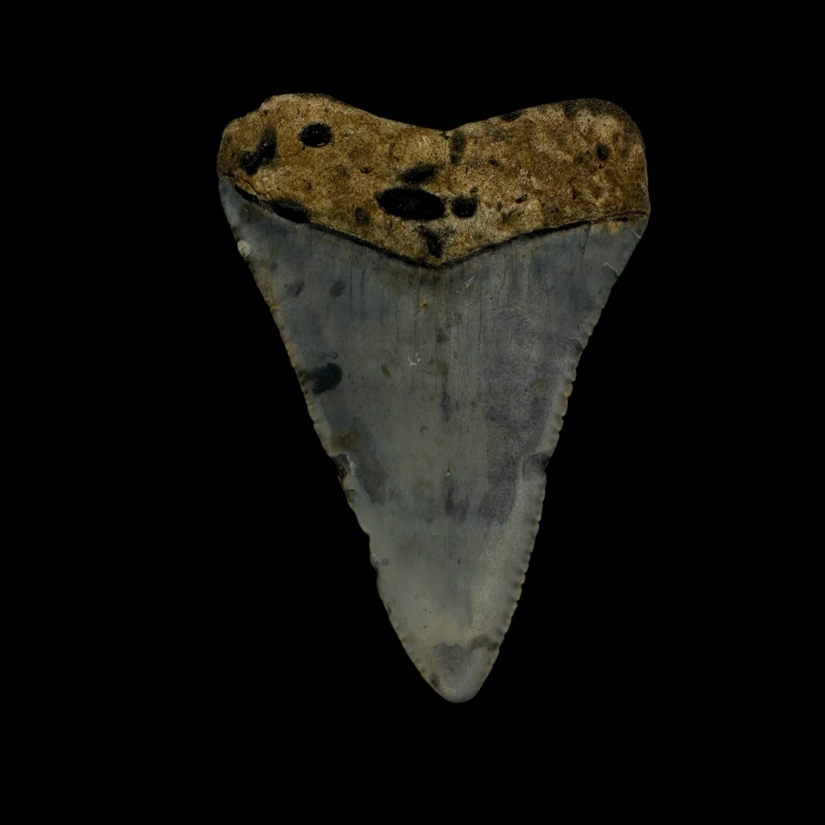 Great White Tooth Fossil 2.25" - Image 2