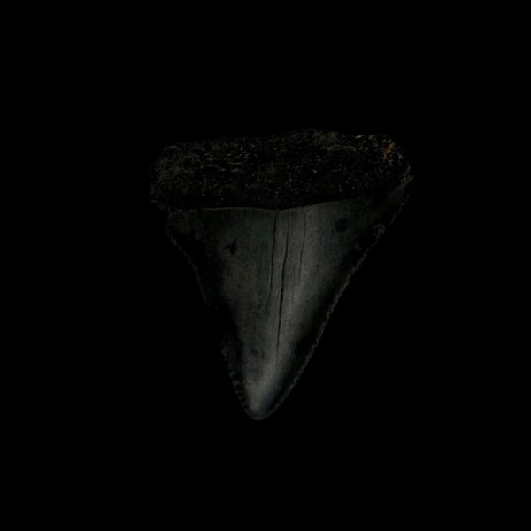 Great White Tooth Fossil 1.70"