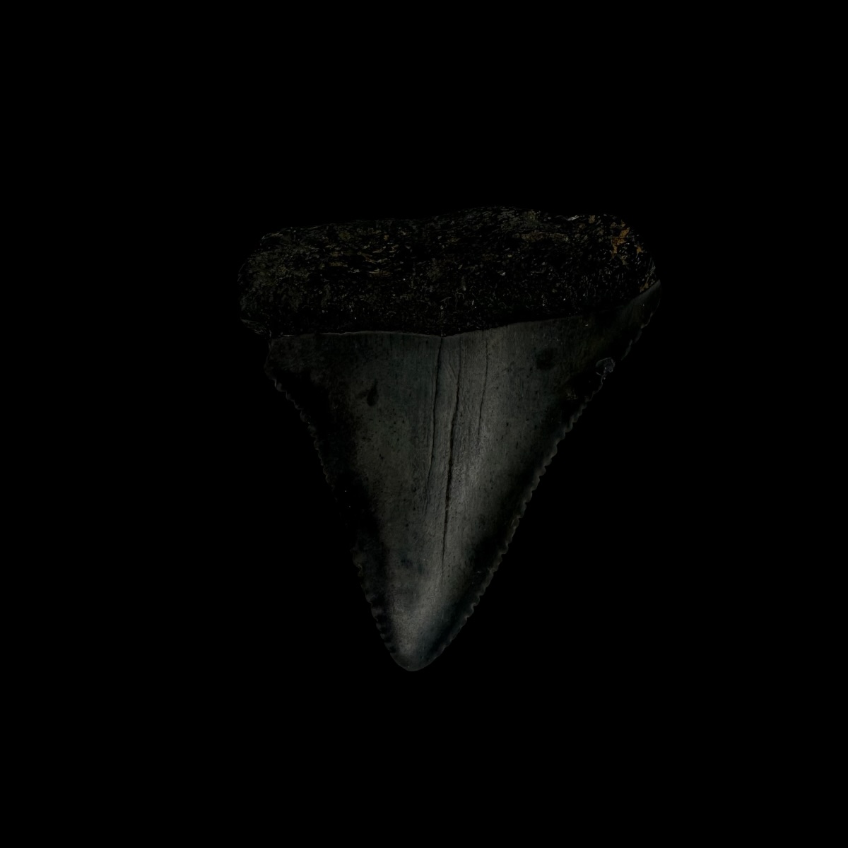 Great White Tooth Fossil 1.70"
