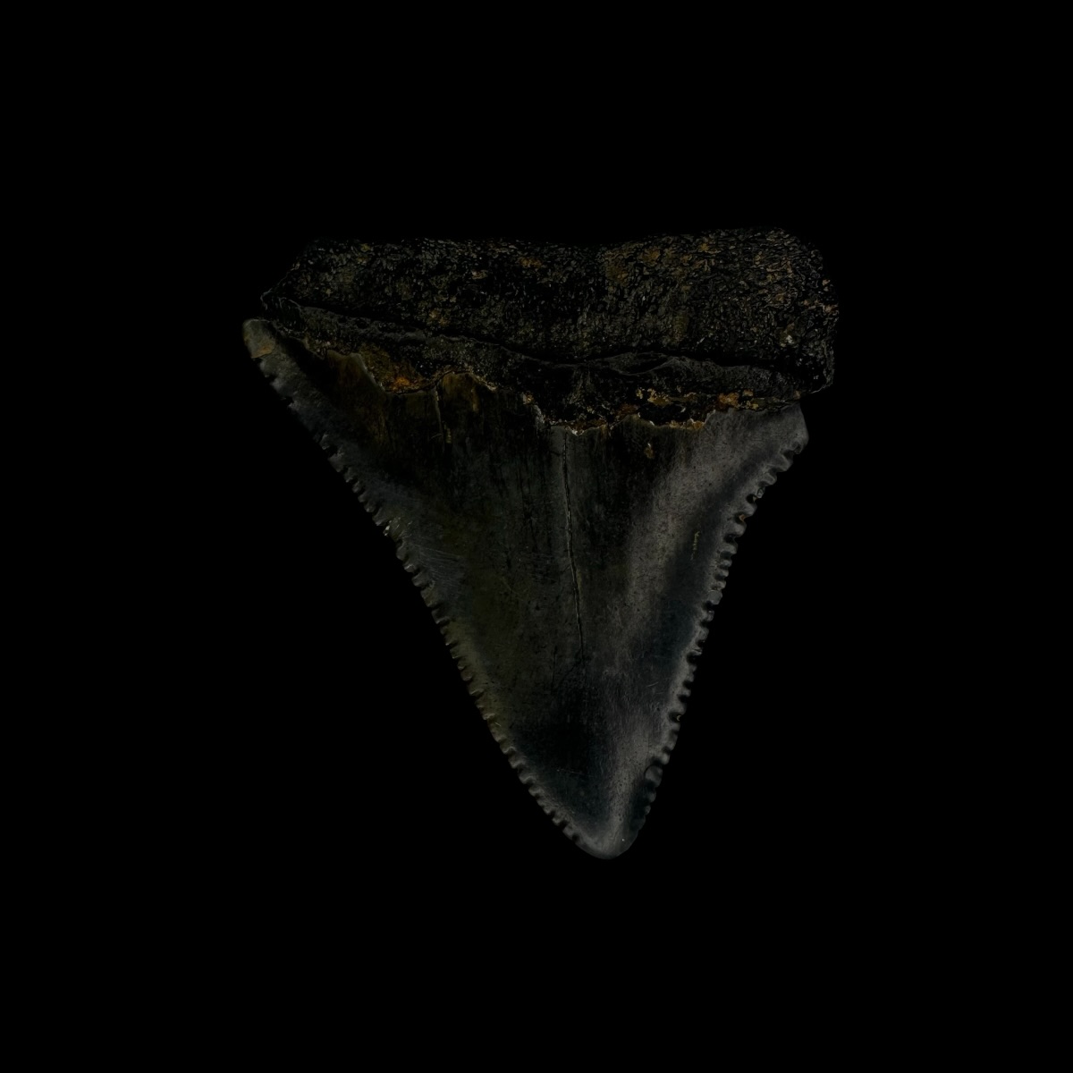 Great White Tooth Fossil 1.70" - Image 2