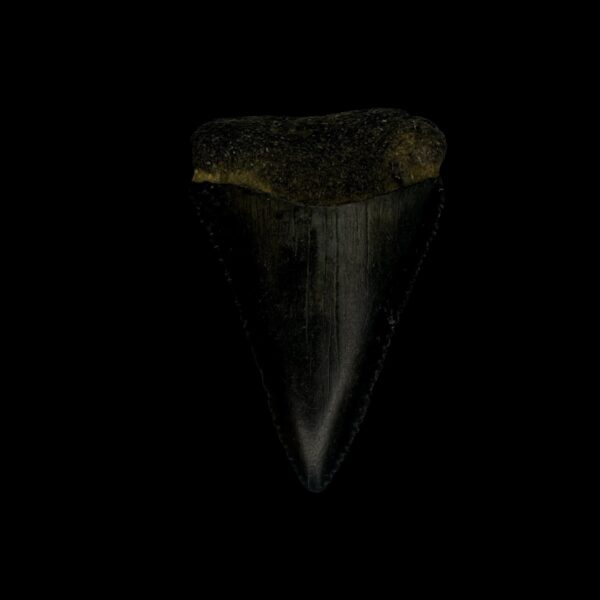 Great White Tooth Fossil 1.88"
