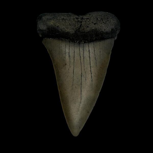 Mako Tooth Fossil 2.78"