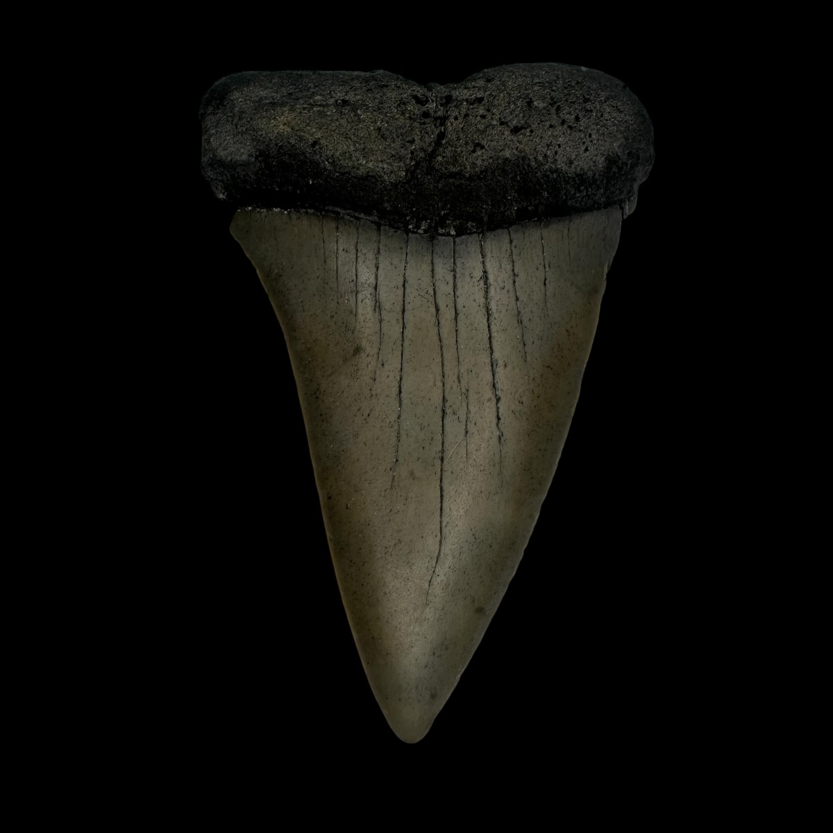 Mako Tooth Fossil 2.78"