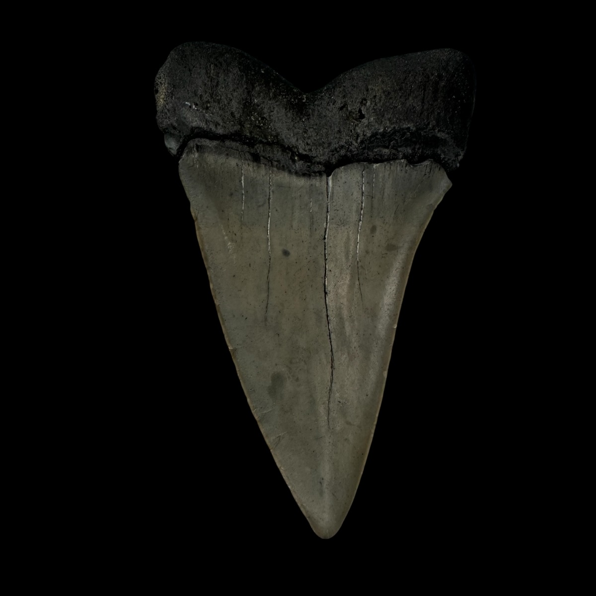 Mako Tooth Fossil 2.78" - Image 2