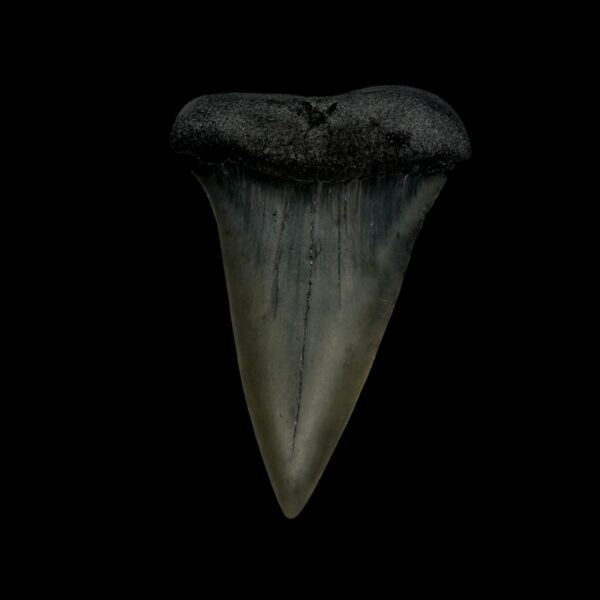 Mako Tooth Fossil 2.40"