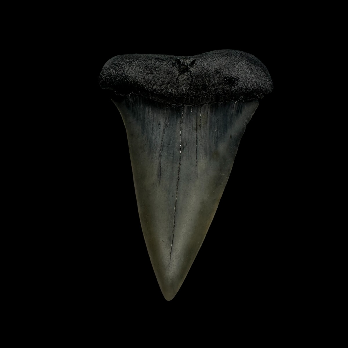 Mako Tooth Fossil 2.40"