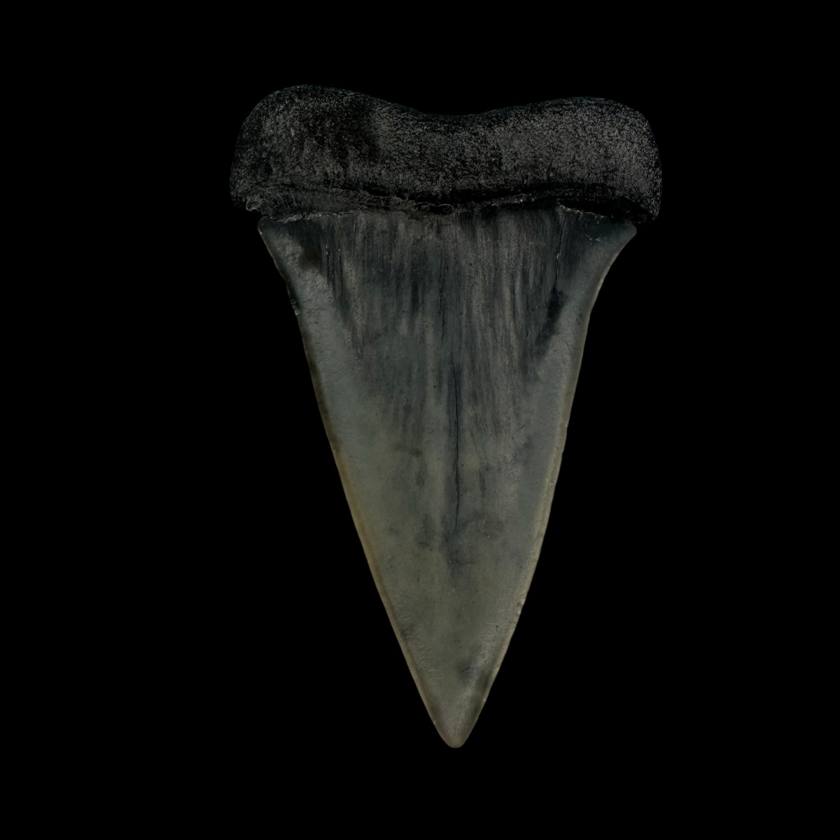 Mako Tooth Fossil 2.40" - Image 2