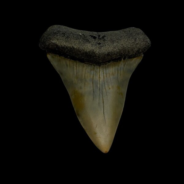 Mako Tooth Fossil 2.36"