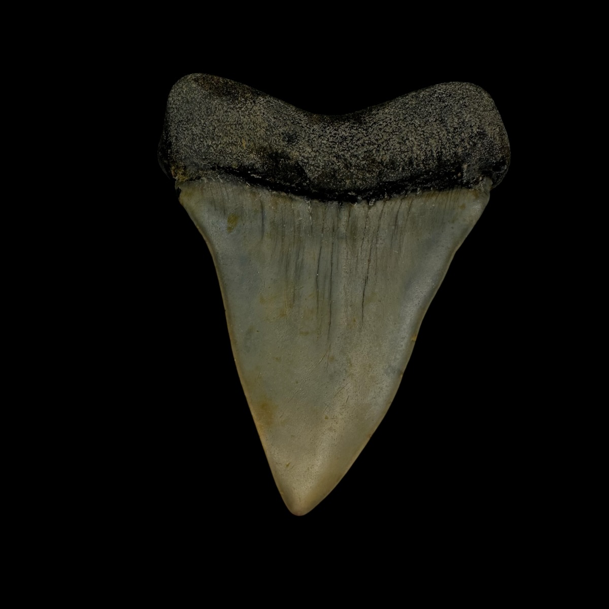 Mako Tooth Fossil 2.36" - Image 2