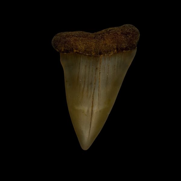 Mako Tooth Fossil 2.40"