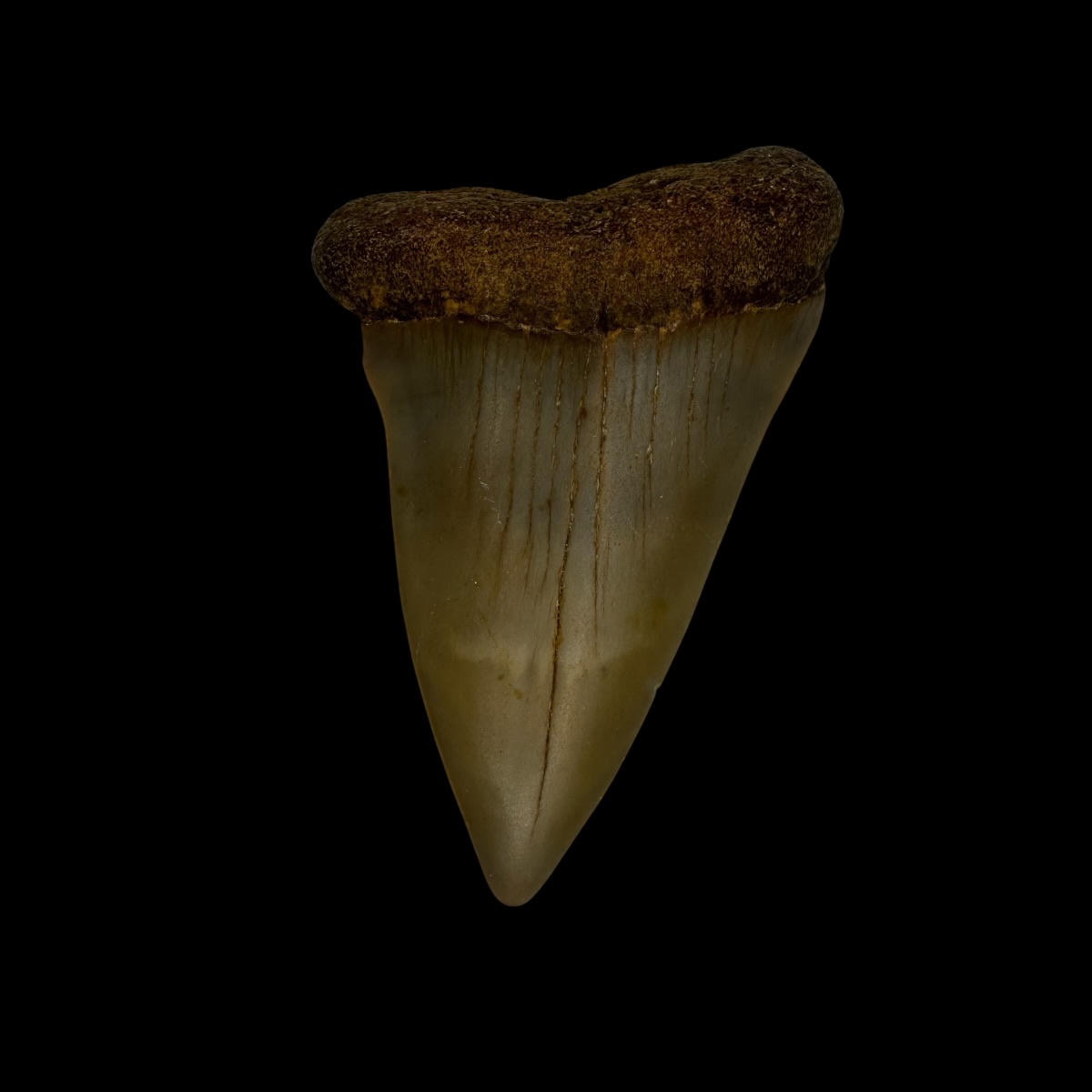 Mako Tooth Fossil 2.40"