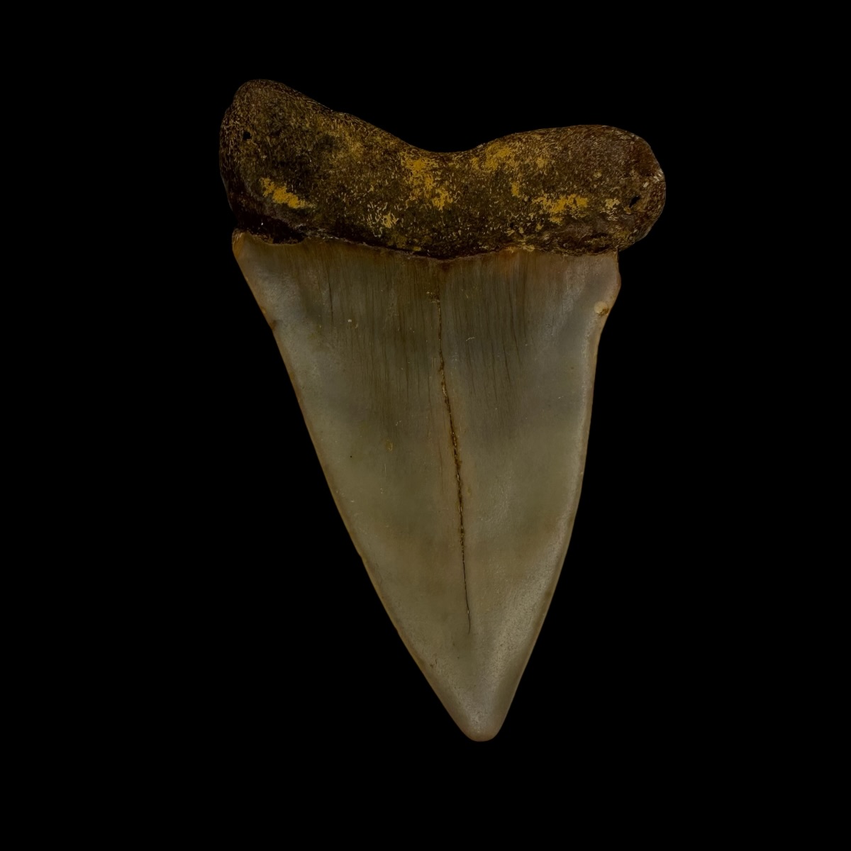 Mako Tooth Fossil 2.40" - Image 2