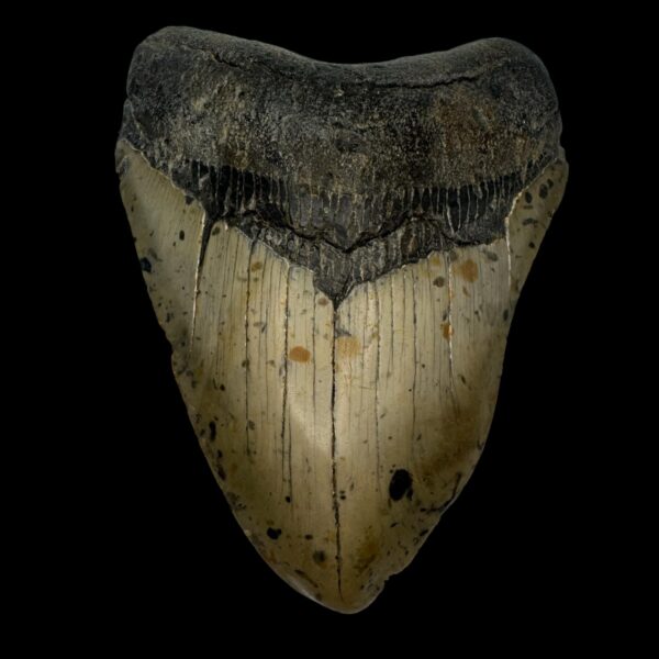 4.65" Pathological Megalodon Tooth Fossil