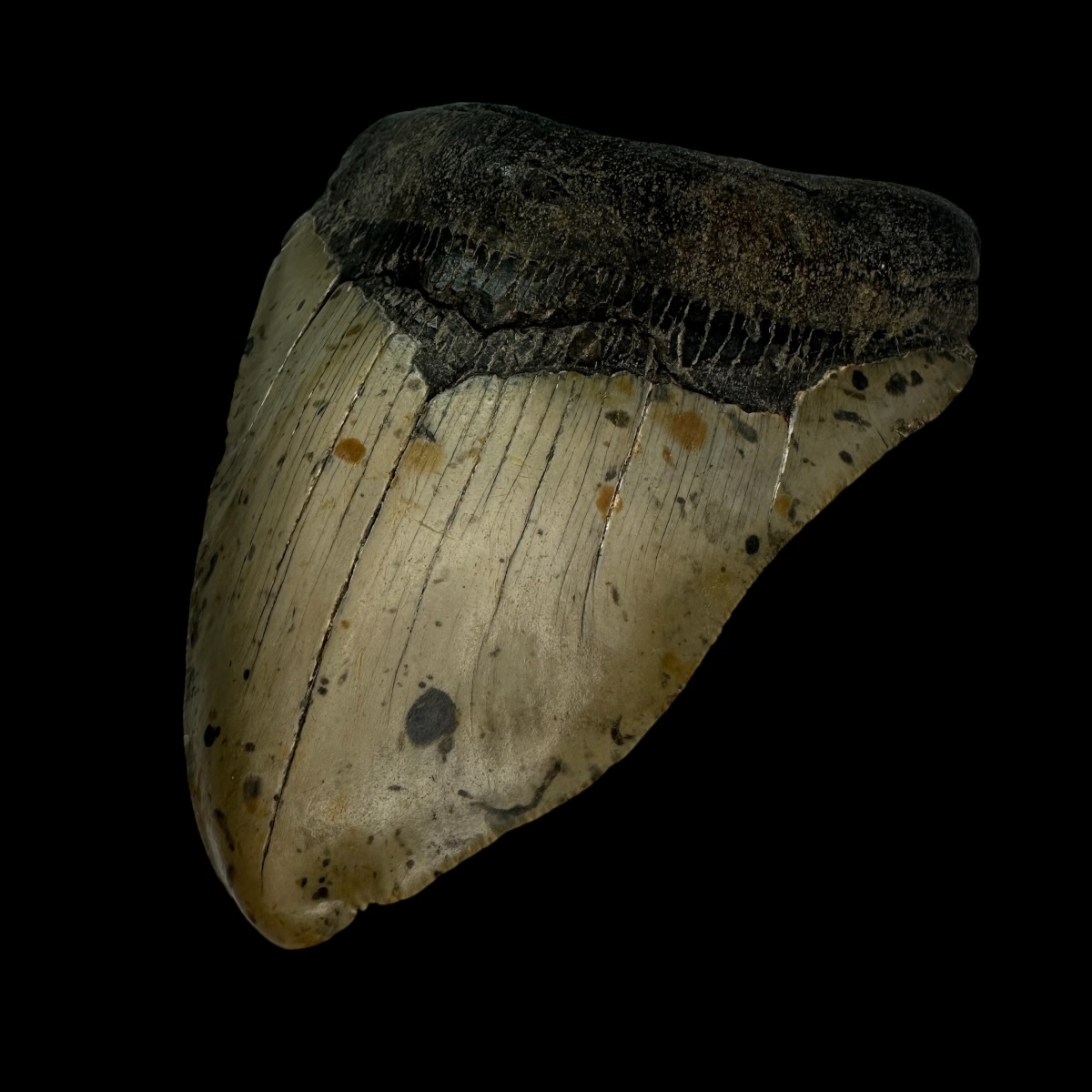 4.65" Pathological Megalodon Tooth Fossil - Image 3