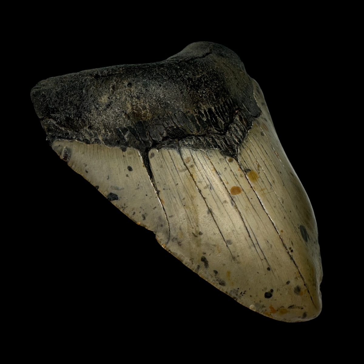 4.65" Pathological Megalodon Tooth Fossil - Image 4