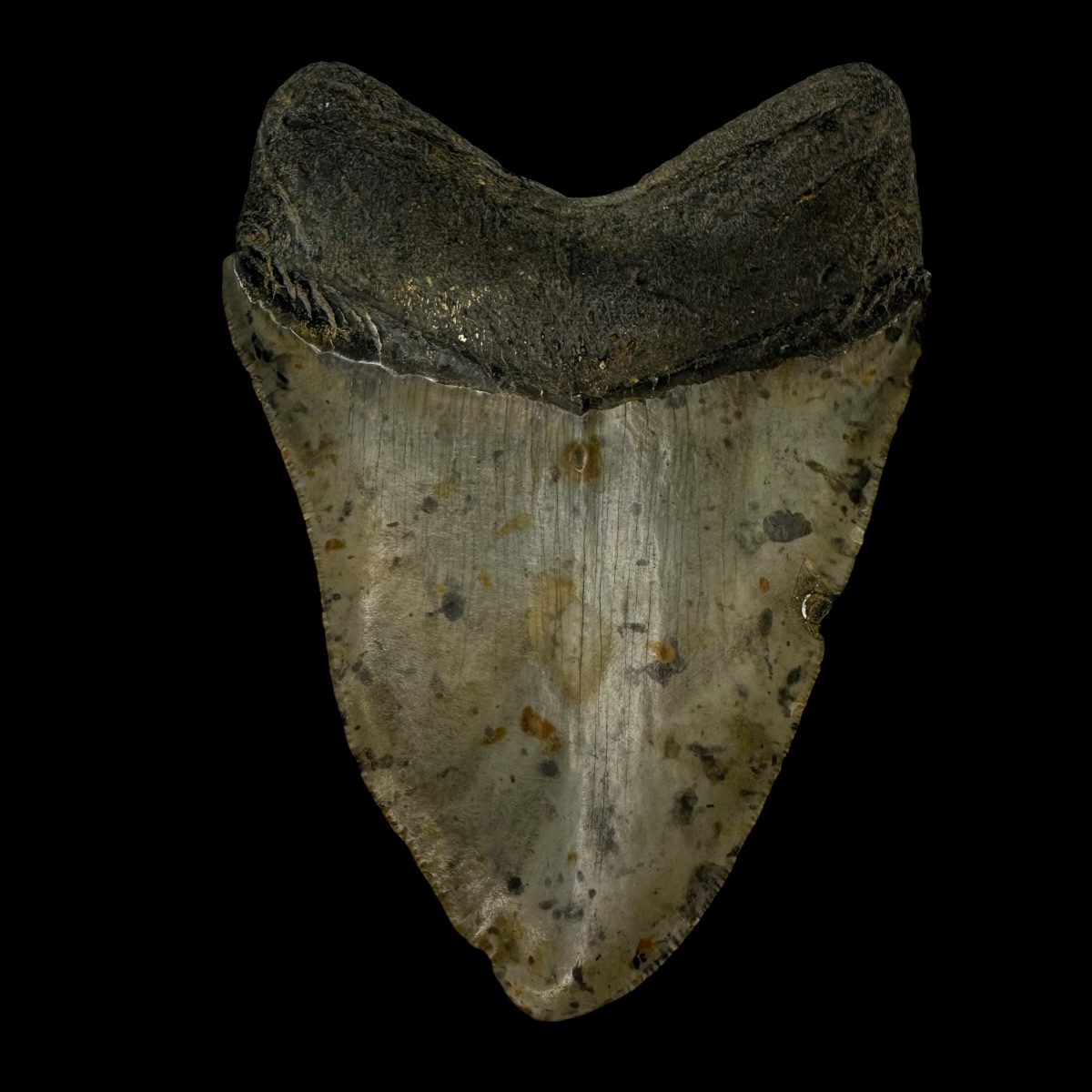 4.65" Pathological Megalodon Tooth Fossil - Image 2