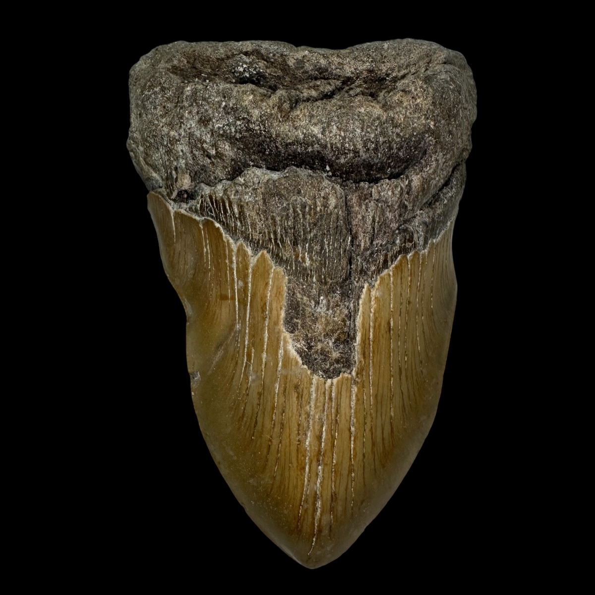 5.25" Pathological Megalodon Tooth Fossil
