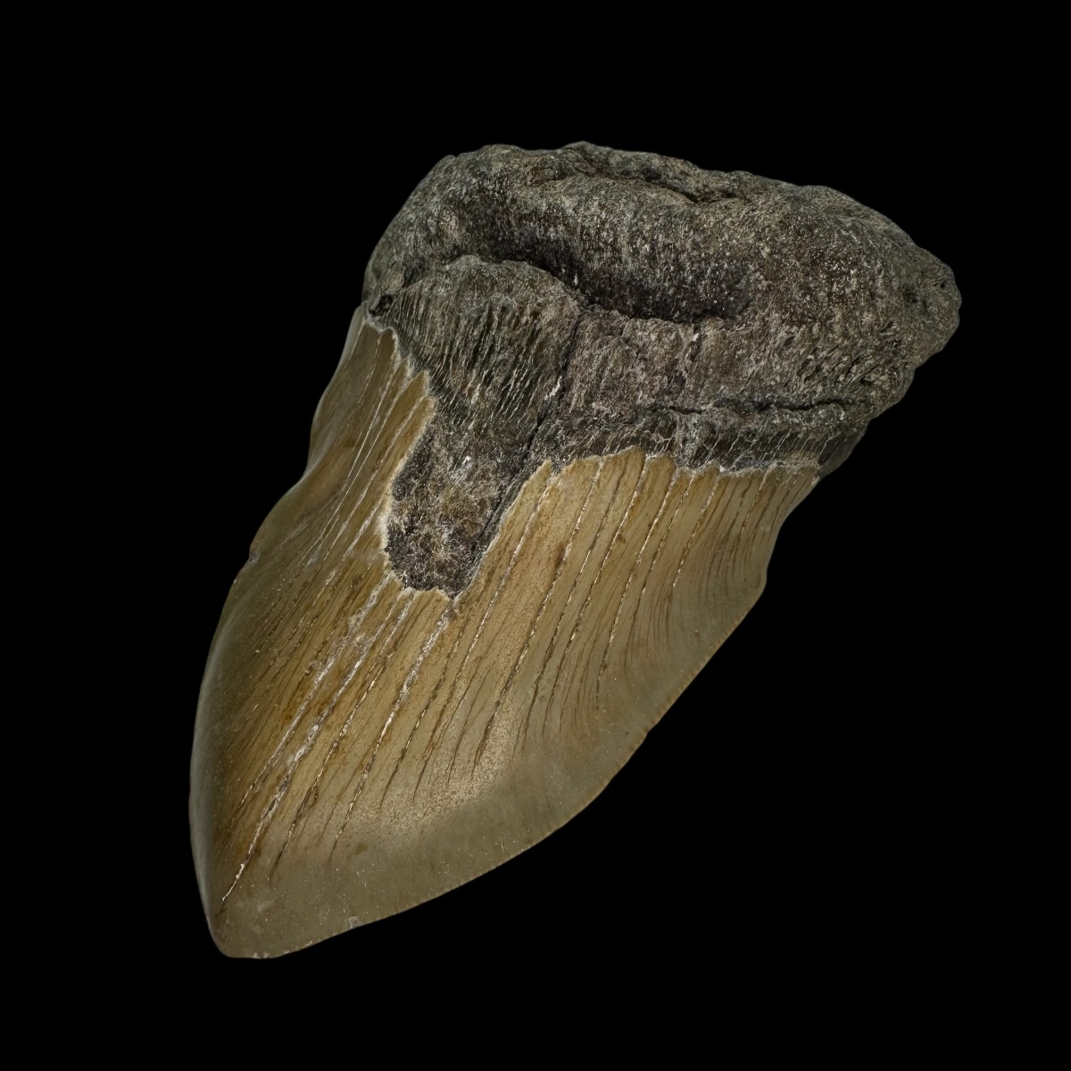 5.25" Pathological Megalodon Tooth Fossil - Image 3
