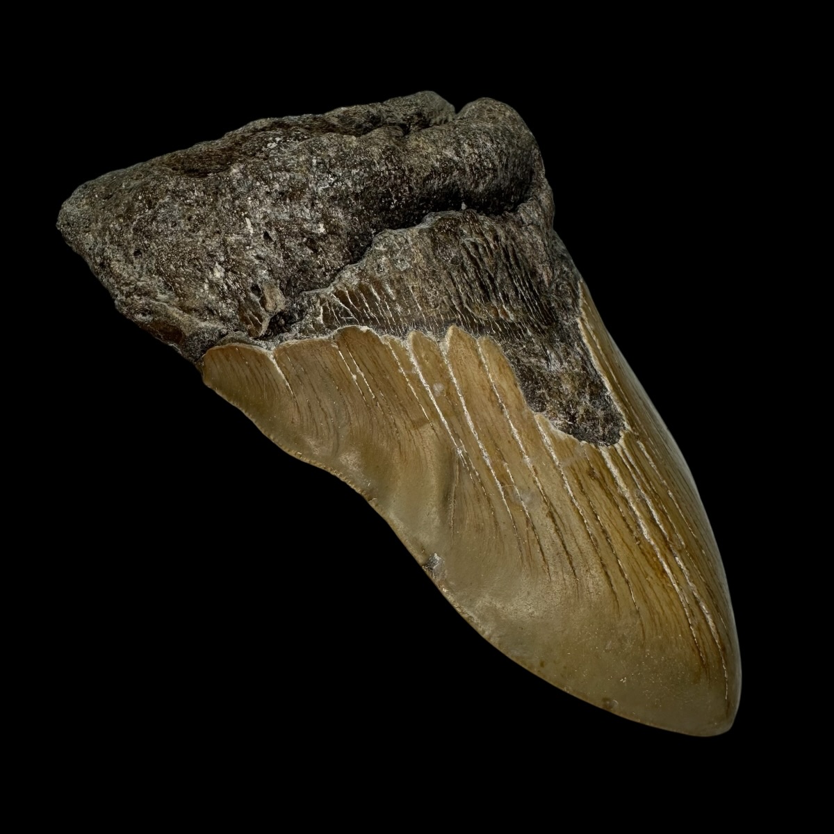 5.25" Pathological Megalodon Tooth Fossil - Image 4