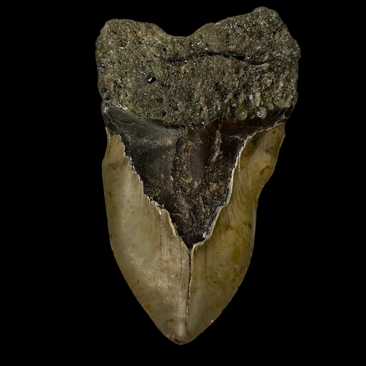 5.25" Pathological Megalodon Tooth Fossil - Image 2