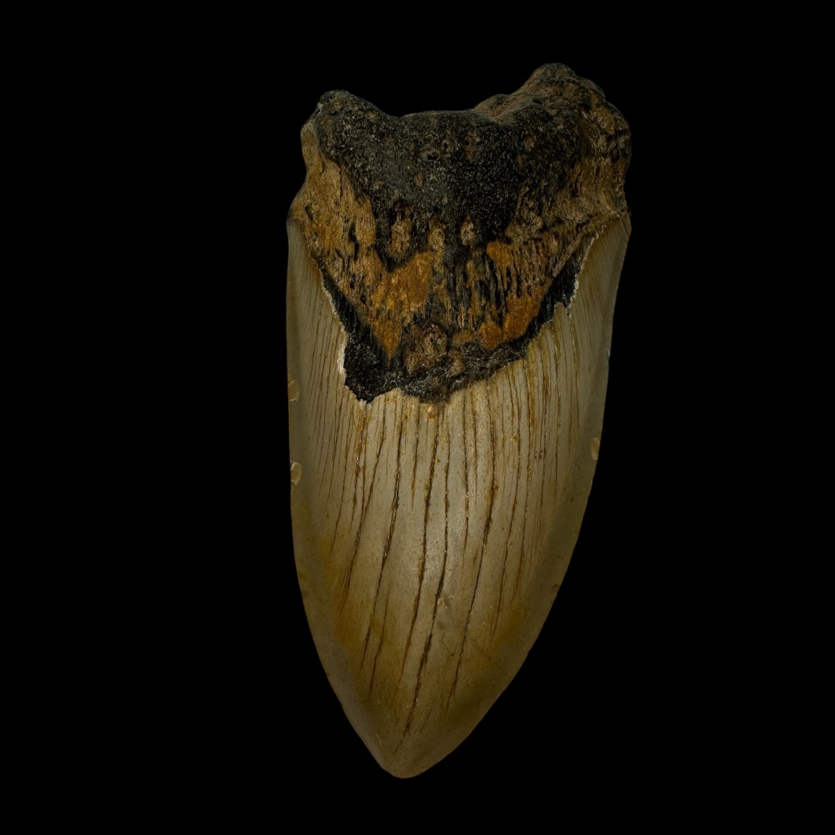 4.37" Pathological Megalodon Tooth Fossil