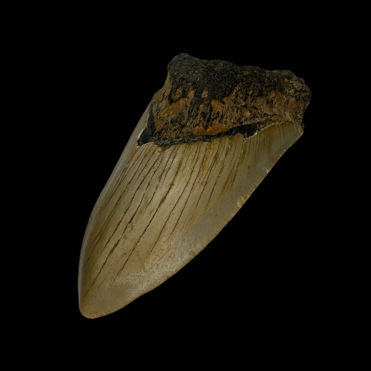 4.37" Pathological Megalodon Tooth Fossil - Image 3