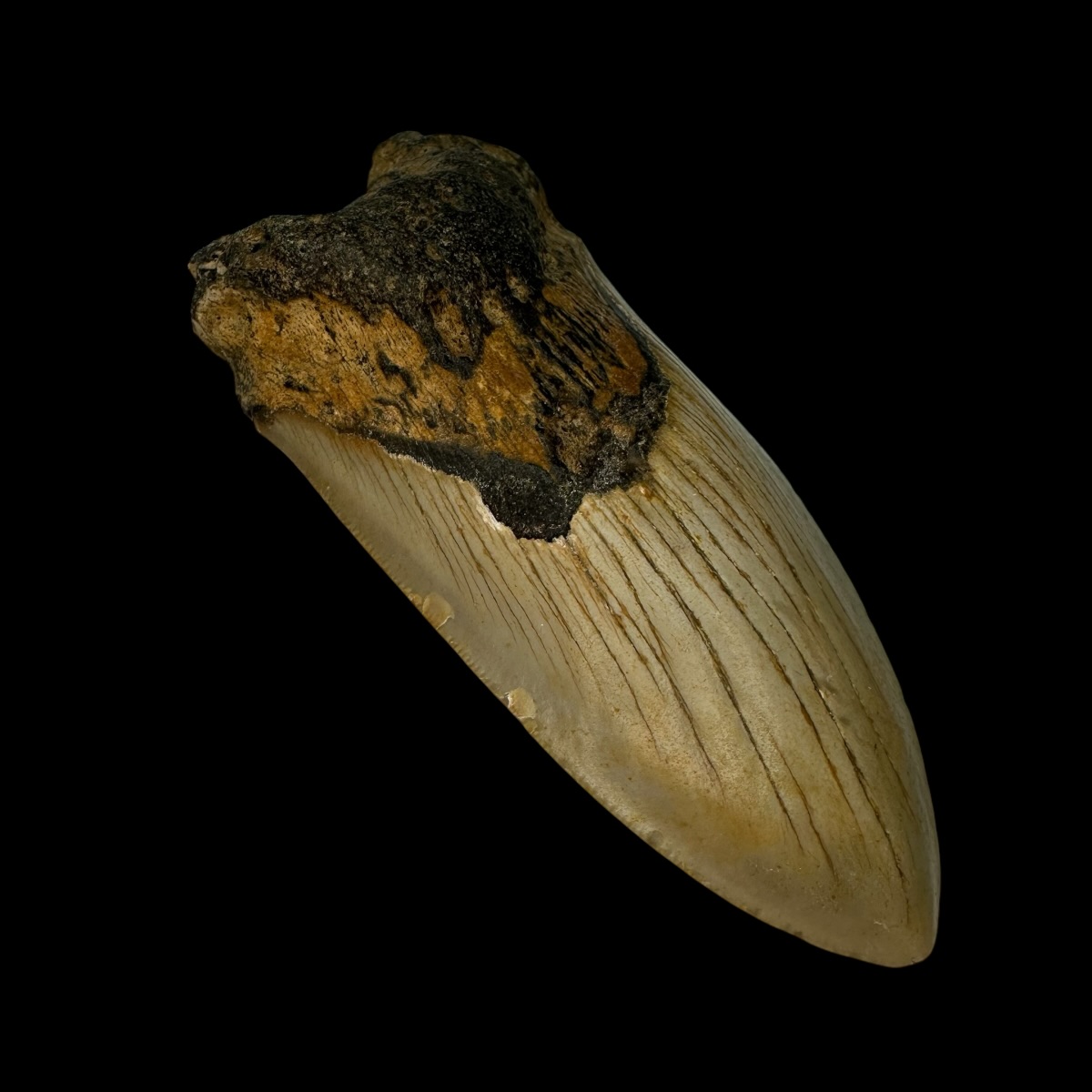 4.37" Pathological Megalodon Tooth Fossil - Image 4