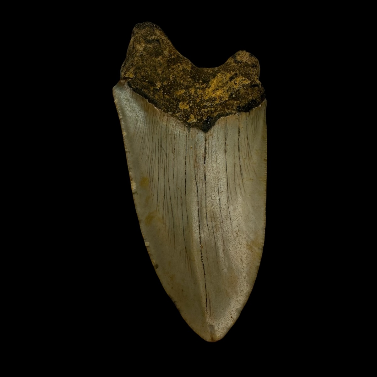 4.37" Pathological Megalodon Tooth Fossil - Image 2