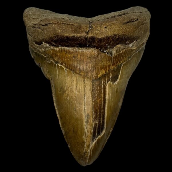 5.58" Pathological Megalodon Tooth Fossil