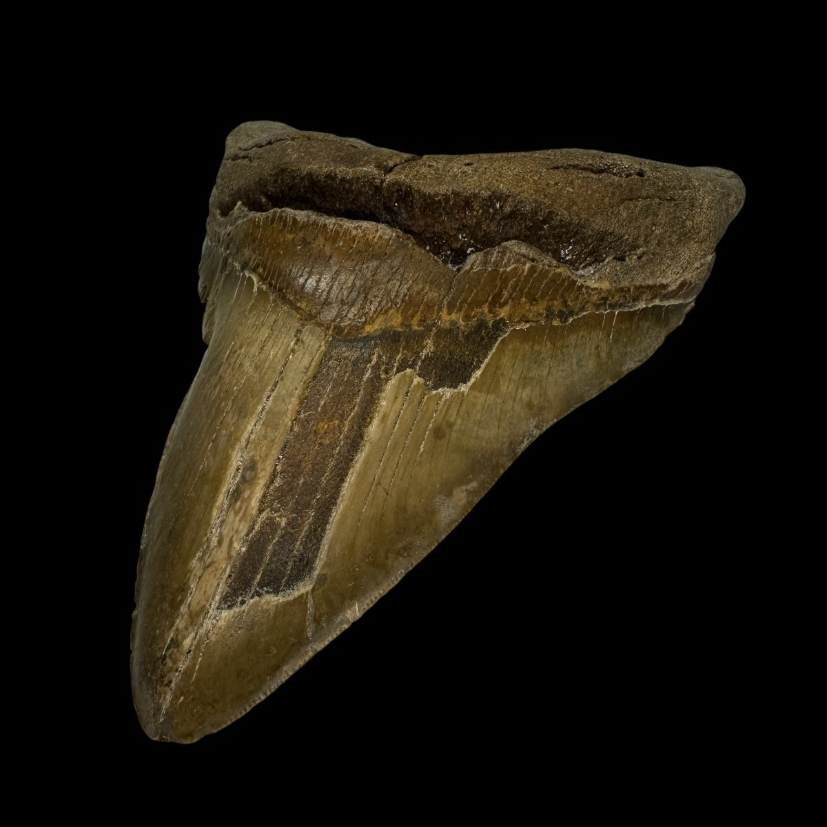 5.58" Pathological Megalodon Tooth Fossil - Image 3