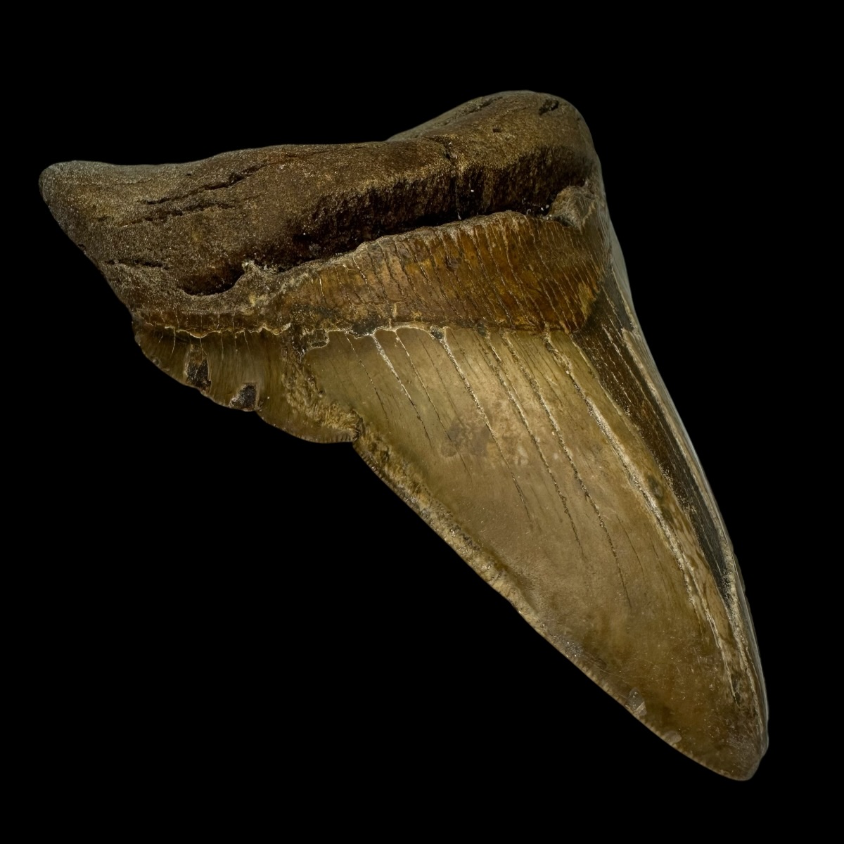 5.58" Pathological Megalodon Tooth Fossil - Image 4