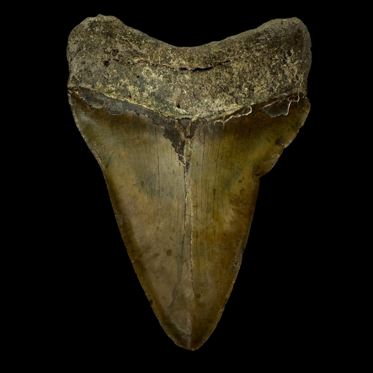 5.58" Pathological Megalodon Tooth Fossil - Image 2