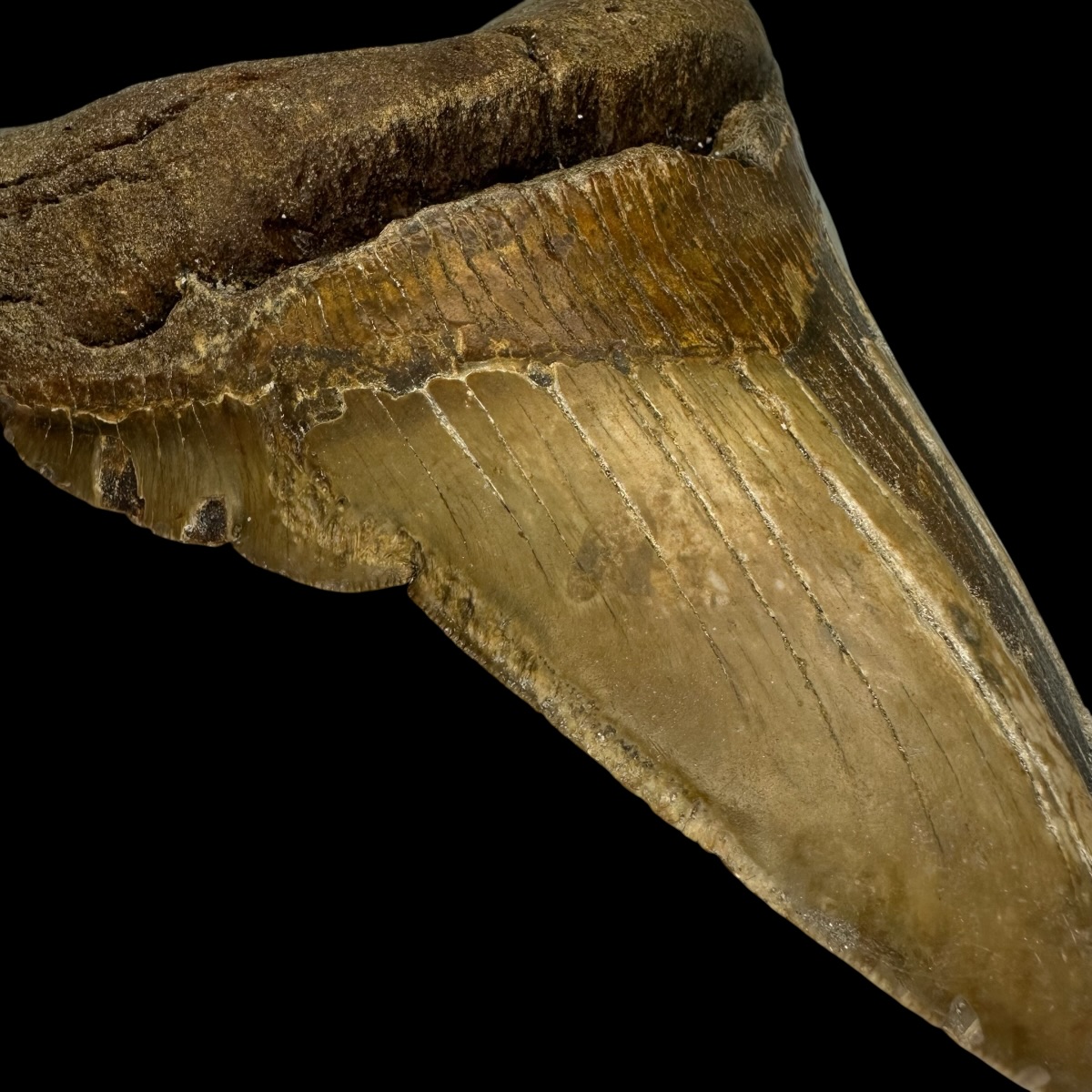 5.58" Pathological Megalodon Tooth Fossil - Image 5