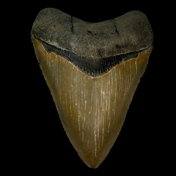 4.29" Serrated Megalodon Tooth Fossil
