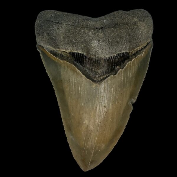 4.41" Serrated Megalodon Tooth Fossil