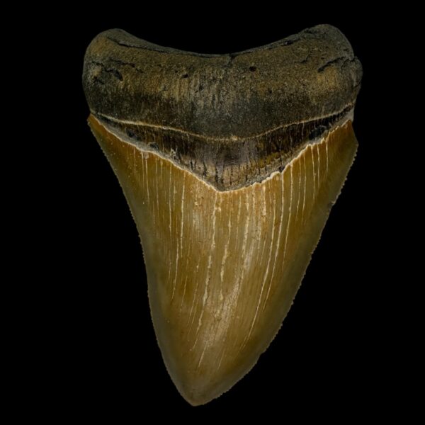 4.26" Serrated Megalodon Tooth Fossil