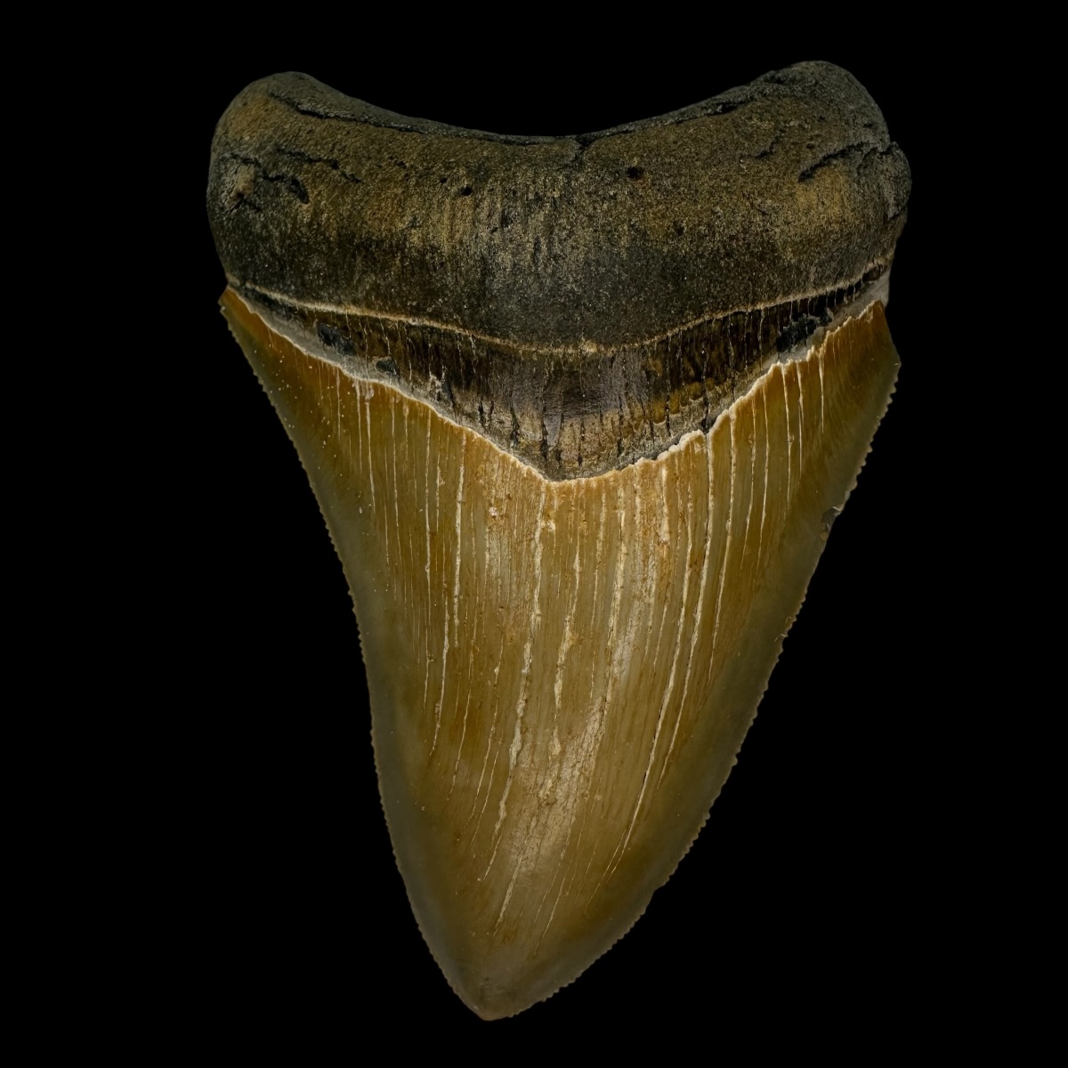 4.26" Serrated Megalodon Tooth Fossil