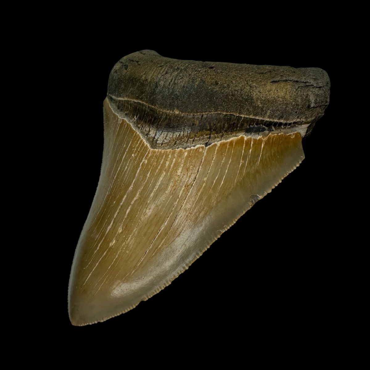4.26" Serrated Megalodon Tooth Fossil - Image 3
