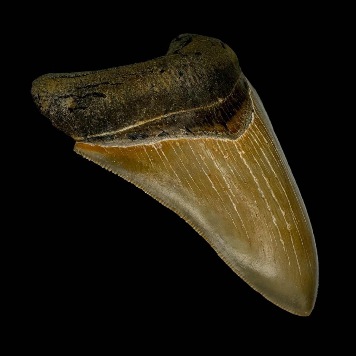 4.26" Serrated Megalodon Tooth Fossil - Image 4