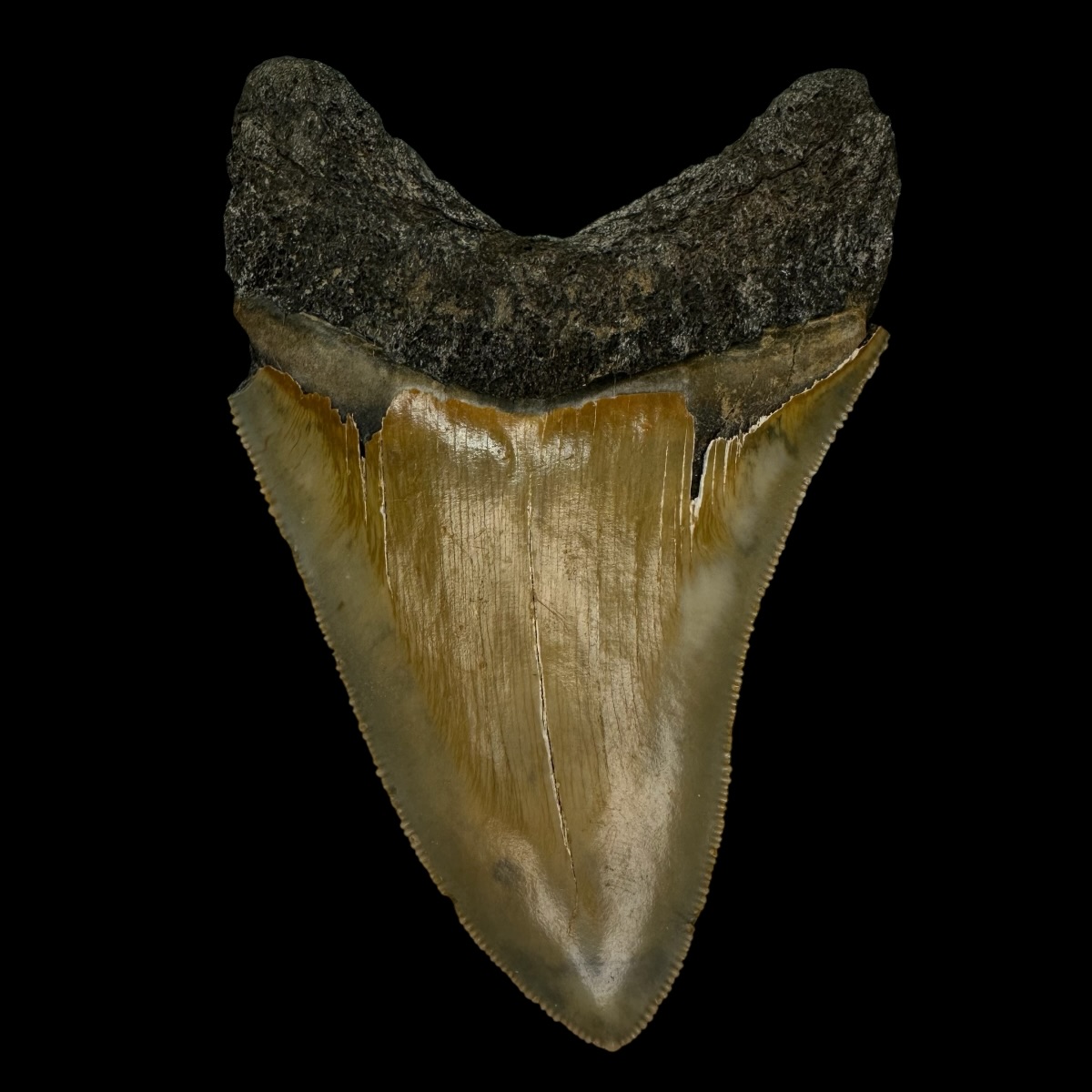 4.26" Serrated Megalodon Tooth Fossil - Image 2