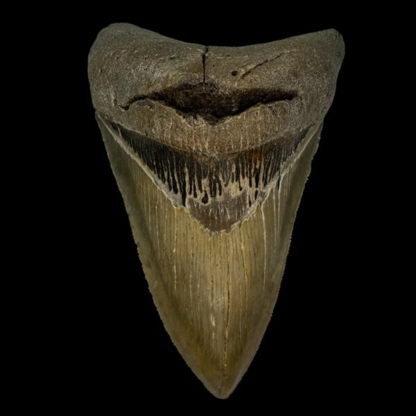 4.50" Serrated Megalodon Tooth Fossil