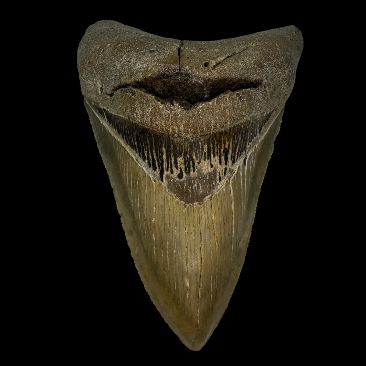 4.50" Serrated Megalodon Tooth Fossil