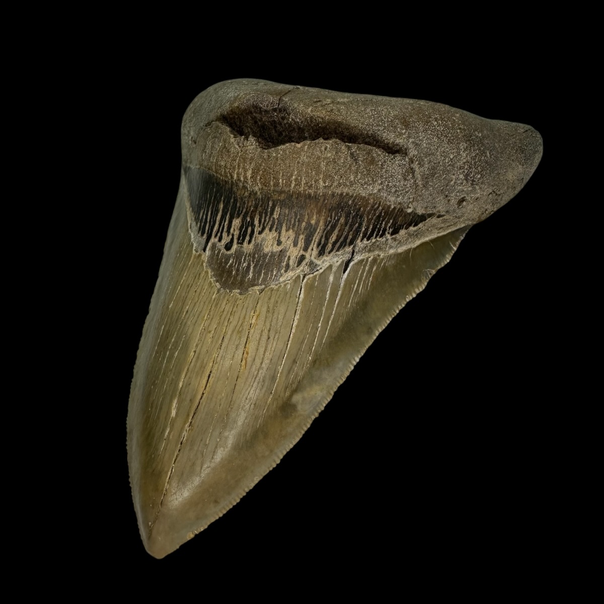 4.50" Serrated Megalodon Tooth Fossil - Image 3