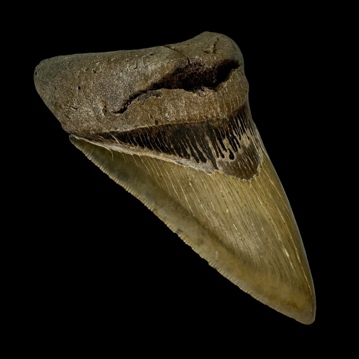 4.50" Serrated Megalodon Tooth Fossil - Image 4
