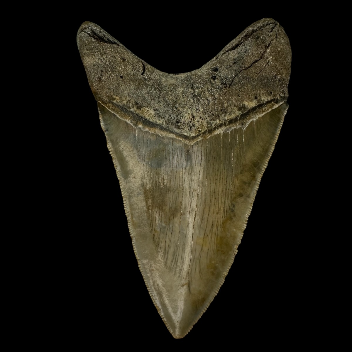 4.50" Serrated Megalodon Tooth Fossil - Image 2
