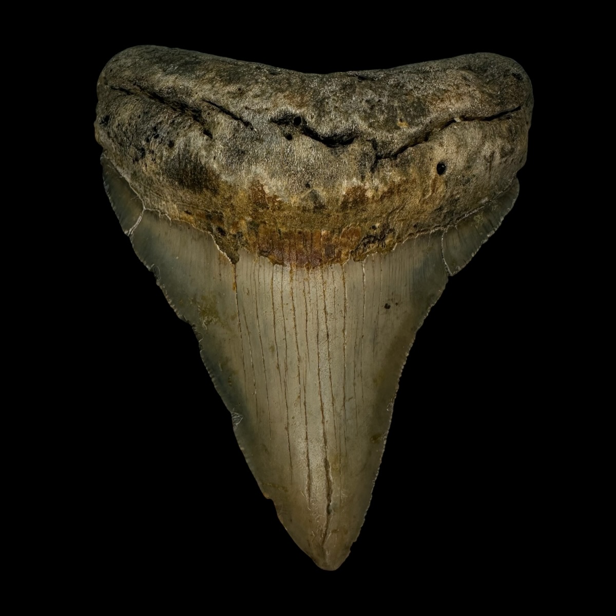 3.99" Megalodon Tooth Fossil