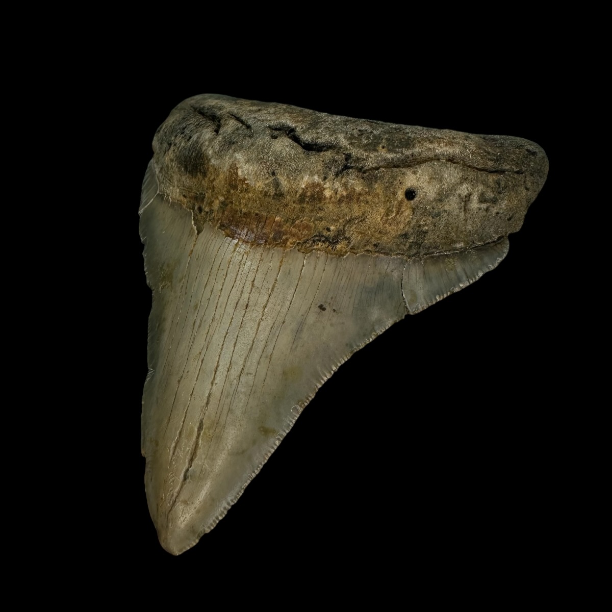 3.99" Megalodon Tooth Fossil - Image 3
