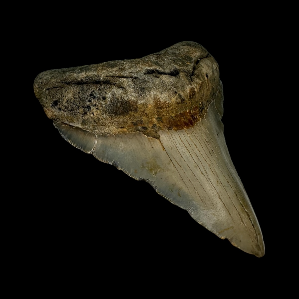 3.99" Megalodon Tooth Fossil - Image 4