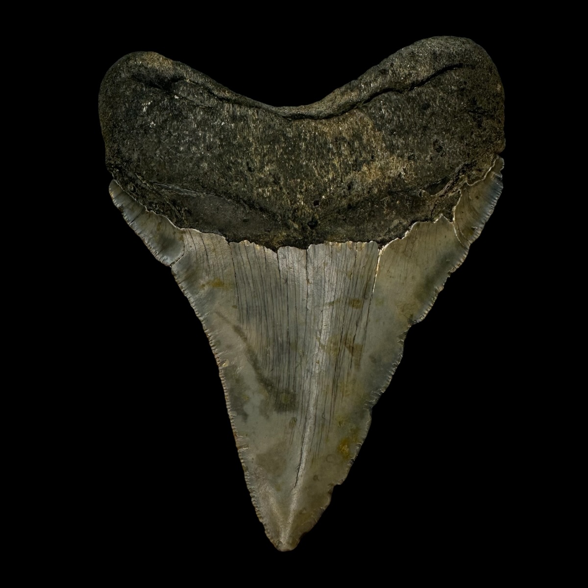 3.99" Megalodon Tooth Fossil - Image 2